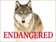 wolvesawareness's tweet photo. By signing this petition, you are helping prevent the extinction of the wolves. We have already signed it, too. It is heart-breaking that such an incredible animal is going into extinction quickly. Please sign here:
https://t.co/K4QpnUgjE2 https://t.co/ODJUSgTJ7c
