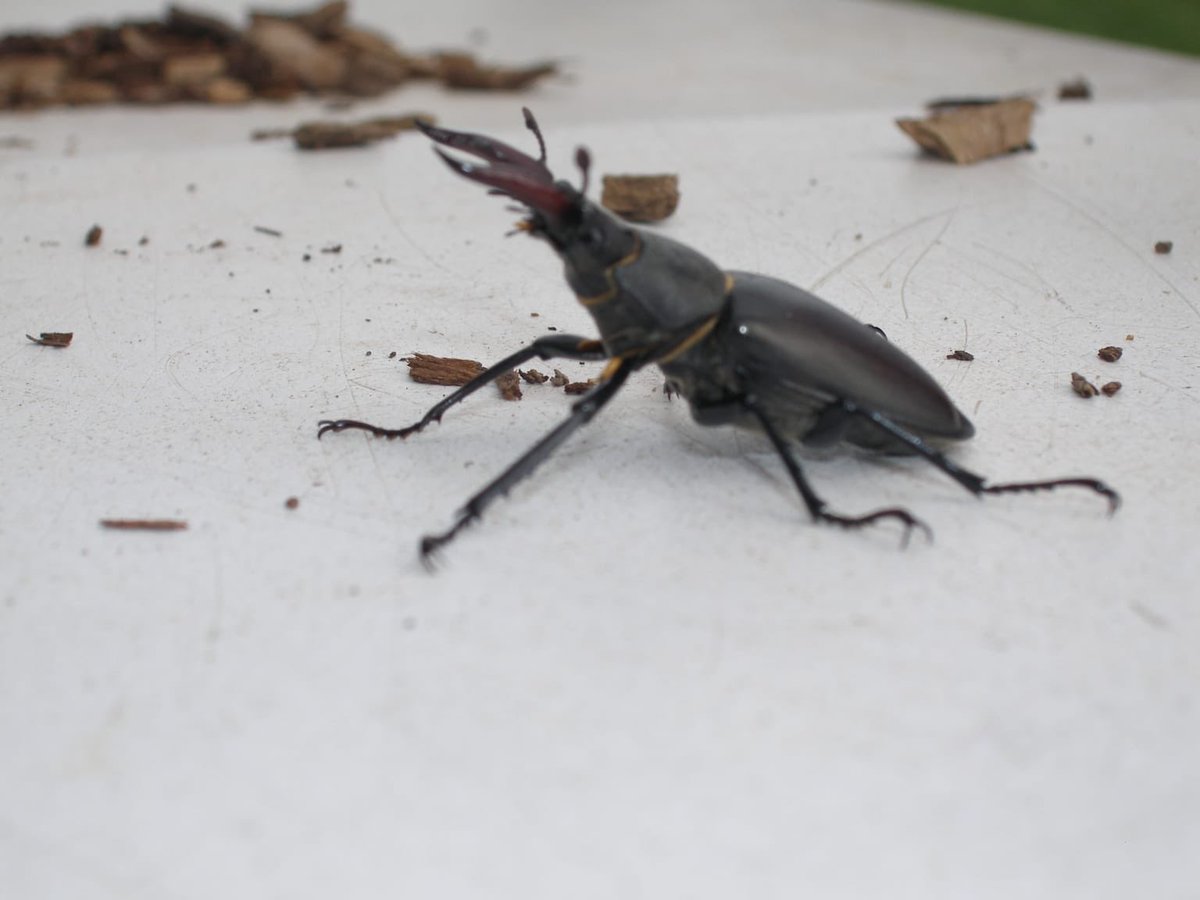 The Oak Tree tweet media