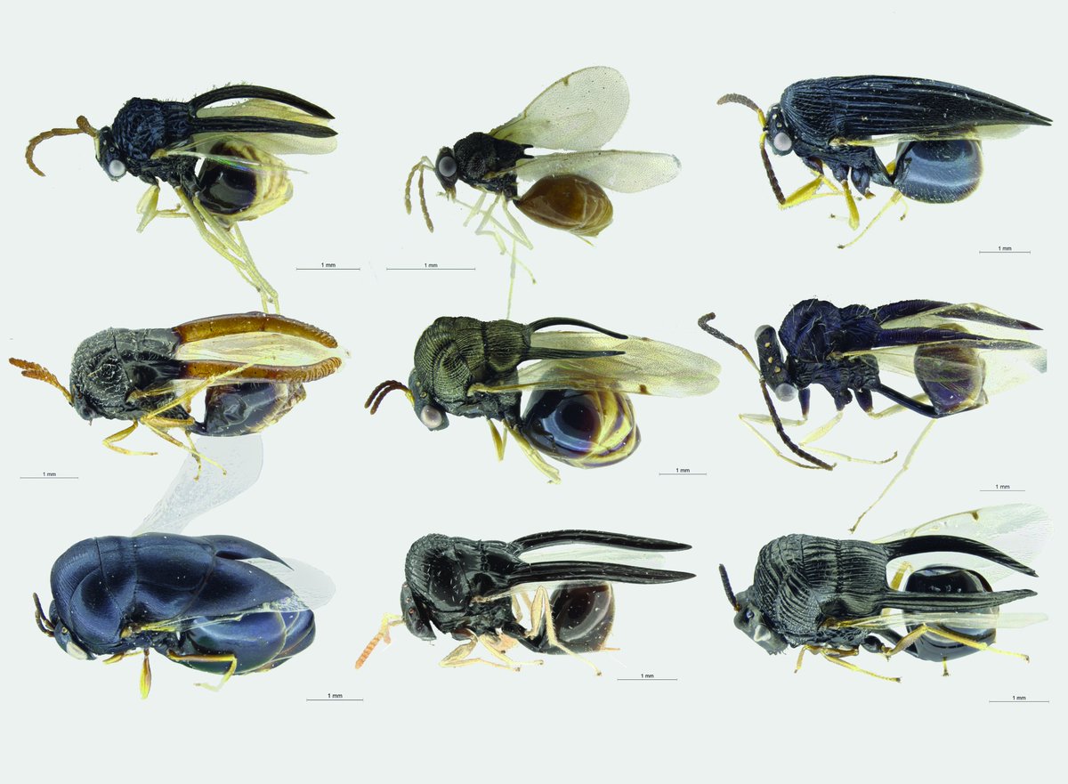 PhyloSolving's tweet photo. A #PhDchapter reimagined. I'm glad to get this out!
https://t.co/9JhluDIJnW
The history of Kapala Clade ant parasitoids is masked by morphological convergence & bursts of phenotypic change. DNA + morphology helped uncover evolutionary relationships & diversification patterns. https://t.co/umuhALWQ66