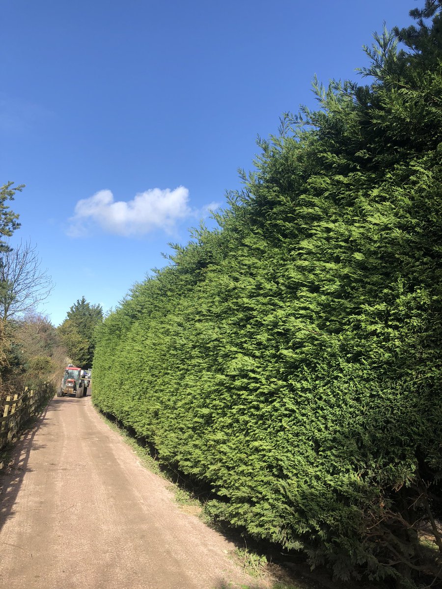 Miles_gkeeper's tweet photo. On to the other side of the hedge! Still didn’t finish it! #greenkeepers #hedge #stilh #ladders #fellinhedge #helperneil #help #sunny https://t.co/Yi1YbNDd4N