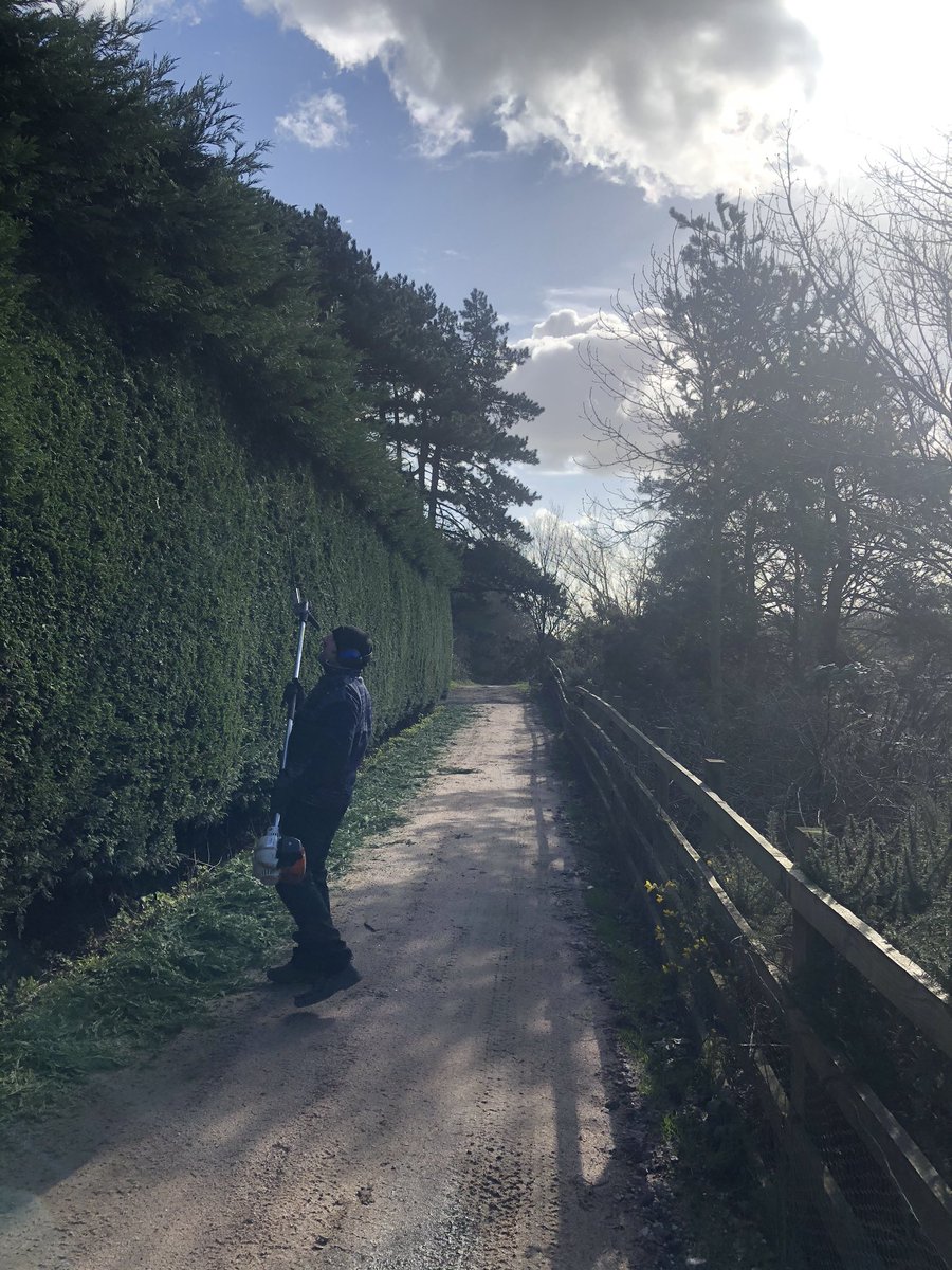 Miles_gkeeper's tweet photo. On to the other side of the hedge! Still didn’t finish it! #greenkeepers #hedge #stilh #ladders #fellinhedge #helperneil #help #sunny https://t.co/Yi1YbNDd4N