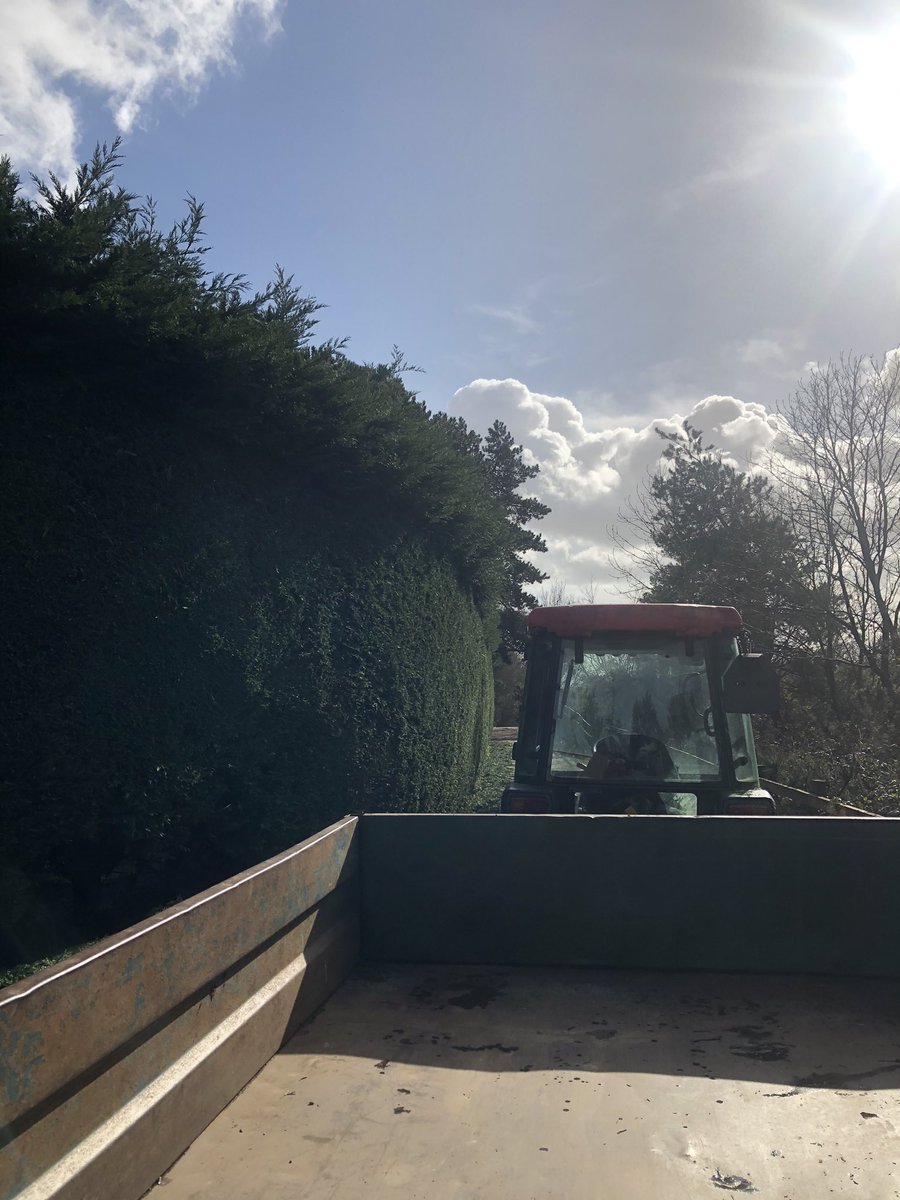 Miles_gkeeper's tweet photo. On to the other side of the hedge! Still didn’t finish it! #greenkeepers #hedge #stilh #ladders #fellinhedge #helperneil #help #sunny https://t.co/Yi1YbNDd4N