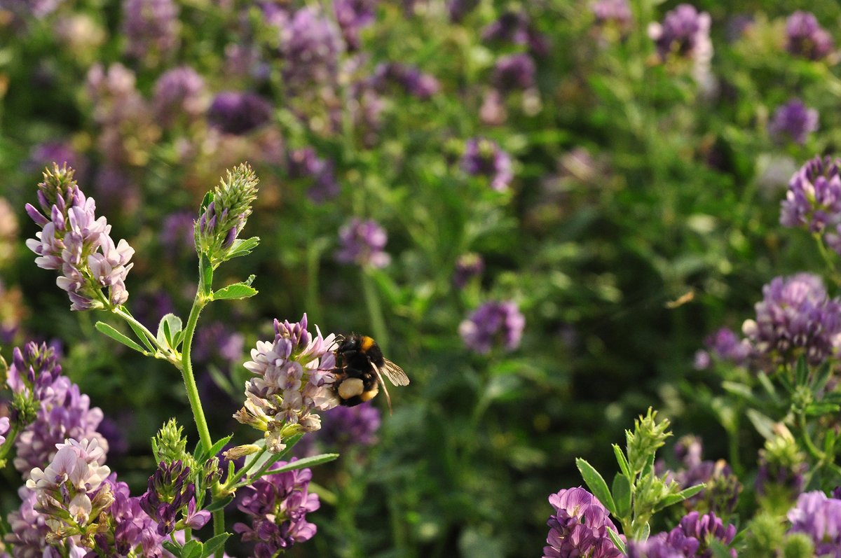 DengieHorseFeed's tweet photo. Did you know that alfalfa 🌱 contributes multiple benefits to wildlife as well as being a highly nutritious feed for horses #WorldWildlifeDay 🐝 🐞 🦋

Discover more about the benefits of feeding alfalfa to horses and ponies: https://t.co/uzFw4iaXks https://t.co/eCSSzqmpjS