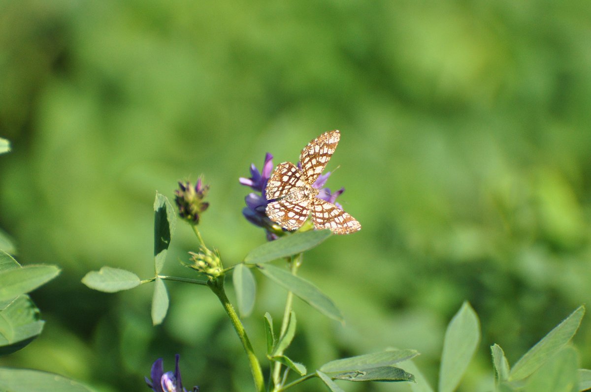 DengieHorseFeed's tweet photo. Did you know that alfalfa 🌱 contributes multiple benefits to wildlife as well as being a highly nutritious feed for horses #WorldWildlifeDay 🐝 🐞 🦋

Discover more about the benefits of feeding alfalfa to horses and ponies: https://t.co/uzFw4iaXks https://t.co/eCSSzqmpjS