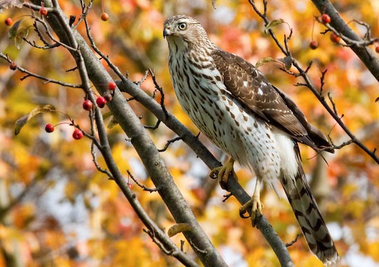 FairhavenOC's tweet photo. Today's #TreeTalkTuesday will focus on a bird that makes the trees his home...
During the monthly Nature Walks that are held here at Fairhaven, many different creatures have been spotted at Fairhaven. One such creature is Cooper’s Hawk a medium sized hawk who is native to... https://t.co/gmGgA6Zny7