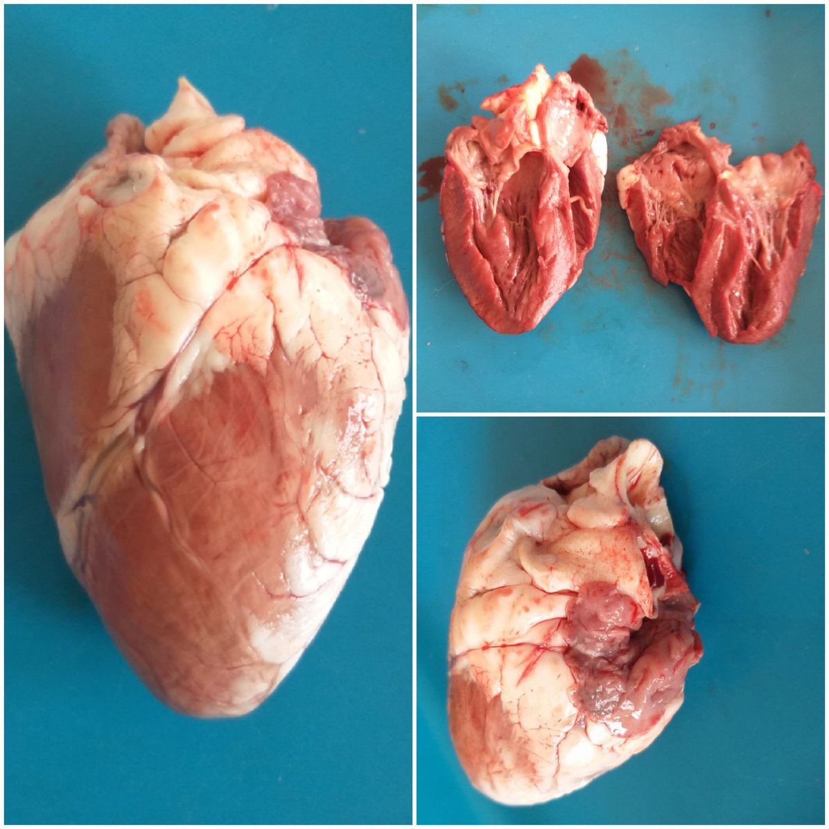 Kalp diseksiyonu deneyimizden.
Kalbin yapısı uygulamalı olarak incelendi. <a href="/agrimem/">AĞRI MEM</a> @agriarge <a href="/mfaruktekinn/">Mehmet Faruk Tekin</a> <a href="/AgriNGAL/">Ağrı Naci Gökçe Anadolu Lisesi</a>