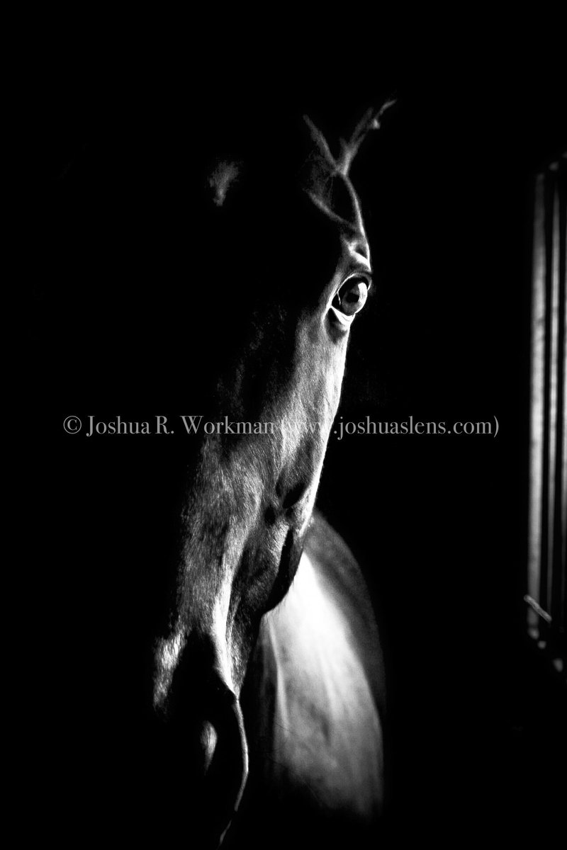 JRWPhotographer's tweet photo. If your looking for something to fill that empty spot on your wall to give it some attitude, look no further! Click the link here to check out my online store--> https://t.co/VqtnPBqm3U #artforsale #photographer #wallart #shoponline #support #localartist #photosforsale #walldecor https://t.co/Kr2iH8Kt6q