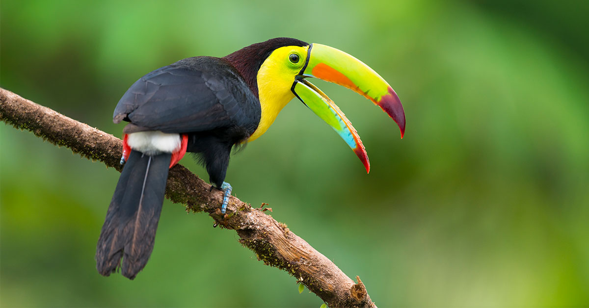SuperGreenSol's tweet photo. One of the reasons we are concerned with #conservation is because of the #wildlife that is at risk when there is a disregard for the #environment. #DoOneThingToday to help #conserve #biodiversity #worldwide. #WorldWildlifeDay #gogreen with #SuperGreen https://t.co/GlNwWG9hyf https://t.co/Euz7eP2NGh