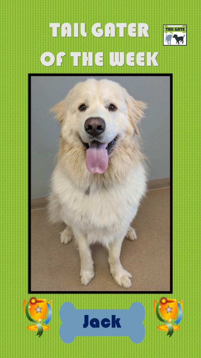 TailGateForDogs's tweet photo. Please join us in congratulating this week's Tail Gater of the Week, JACK! Jack is a super handsome Colorado Mountain Dog who enjoys romping with all of his friends. #tailgatefordogs #daycare #Jack #coloradomountaindog #bigjack #TGOTW https://t.co/xcwkwxkb87