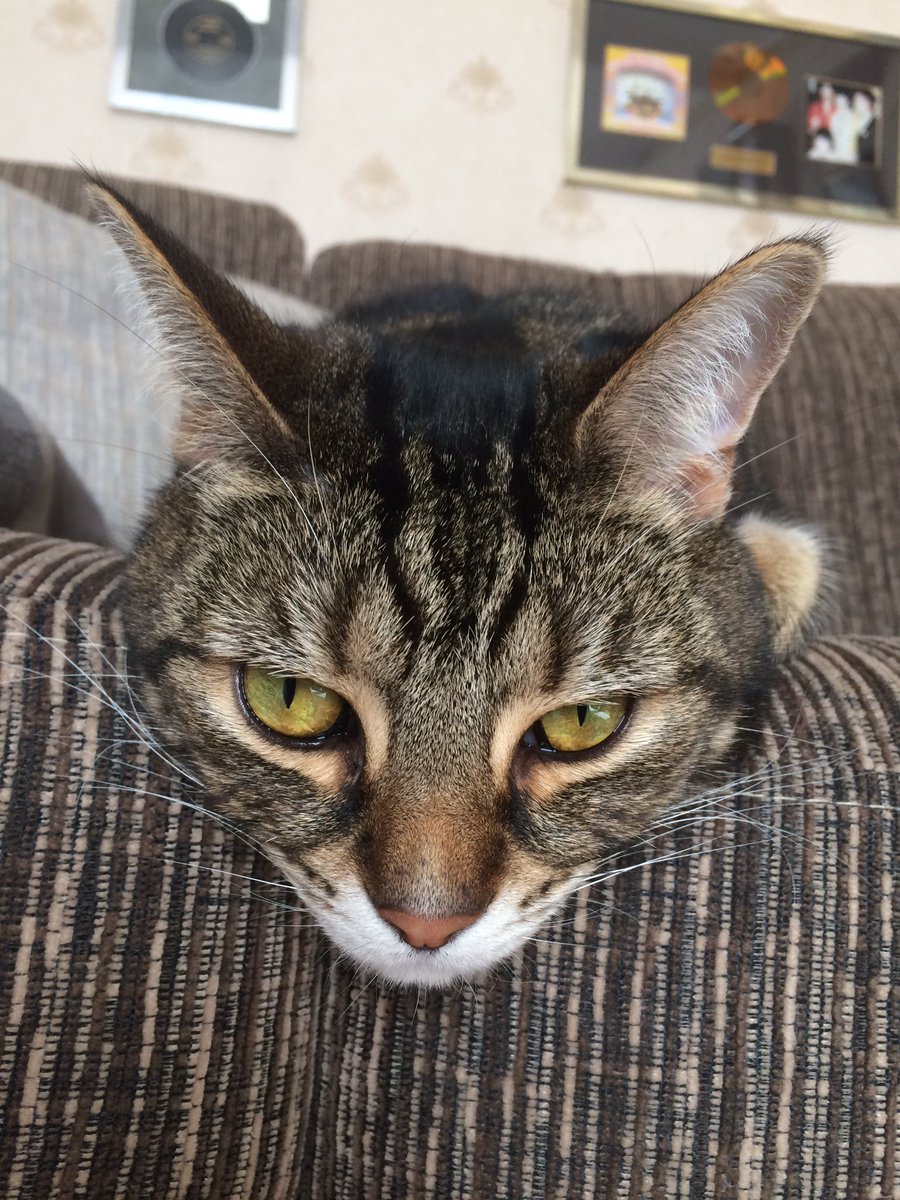 QueenSmokeyJoe1's tweet photo. Just laying here, chilling, giving the human evil looks #CatsOfTwitter #CatsOnTwitter #cats #TabbyTroop #tabbytuesday https://t.co/lIFox1eYPR