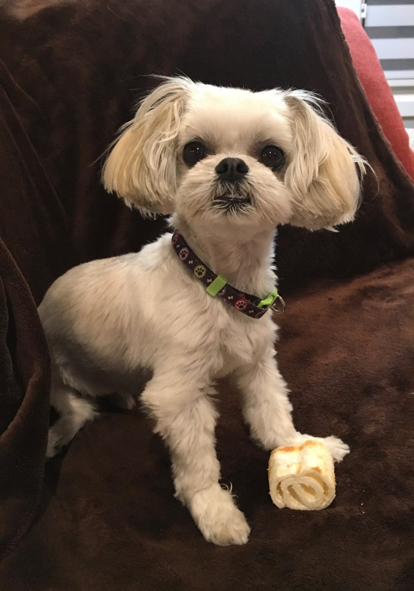 SERVPROBrownCo's tweet photo. It's #BooDayTuesday &amp; National If Pets Had Thumbs Day.

Let's have some fun and comment what you think Boo would do if he had thumbs.

#ifpetshadthumbsday #petlove #petcare #petfun #fetchfind #petsoftwitter https://t.co/DsY2IJ8zHW