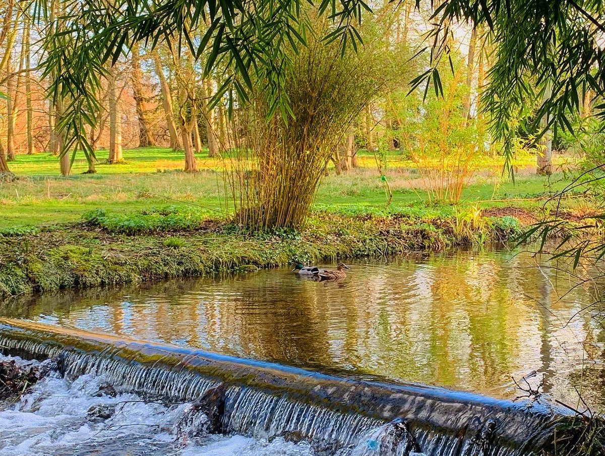 ThorpPerrow's tweet photo. The Watersteps run down the edge of the arboretum, this naturally running stream runs from the hills and feeds our lakes. #watersteps #thorpperrow #arboretum #water #stream #lakes #yorkshire #northyorkshire #magic #beautiful https://t.co/iXO80AnAEA