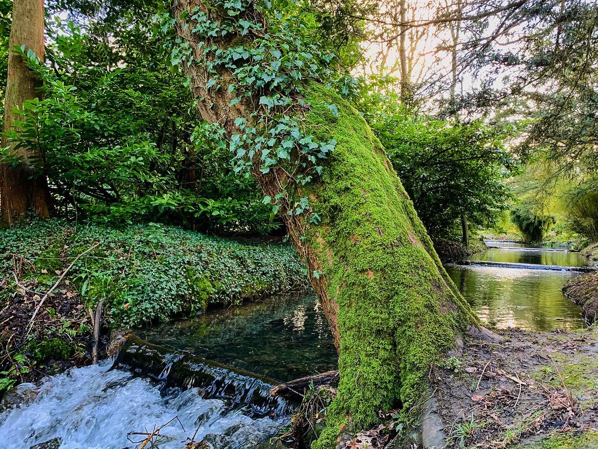 ThorpPerrow's tweet photo. The Watersteps run down the edge of the arboretum, this naturally running stream runs from the hills and feeds our lakes. #watersteps #thorpperrow #arboretum #water #stream #lakes #yorkshire #northyorkshire #magic #beautiful https://t.co/iXO80AnAEA