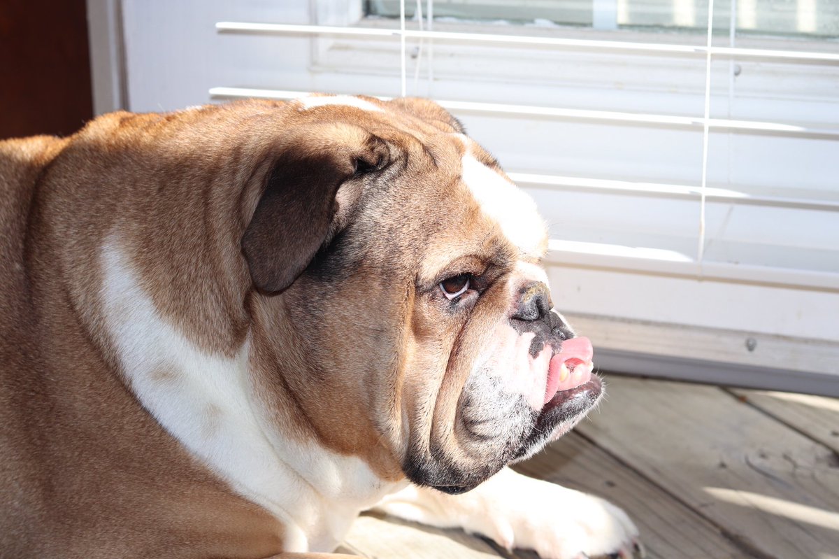 Bulldog Rescue Sa Efbrsa Twitter