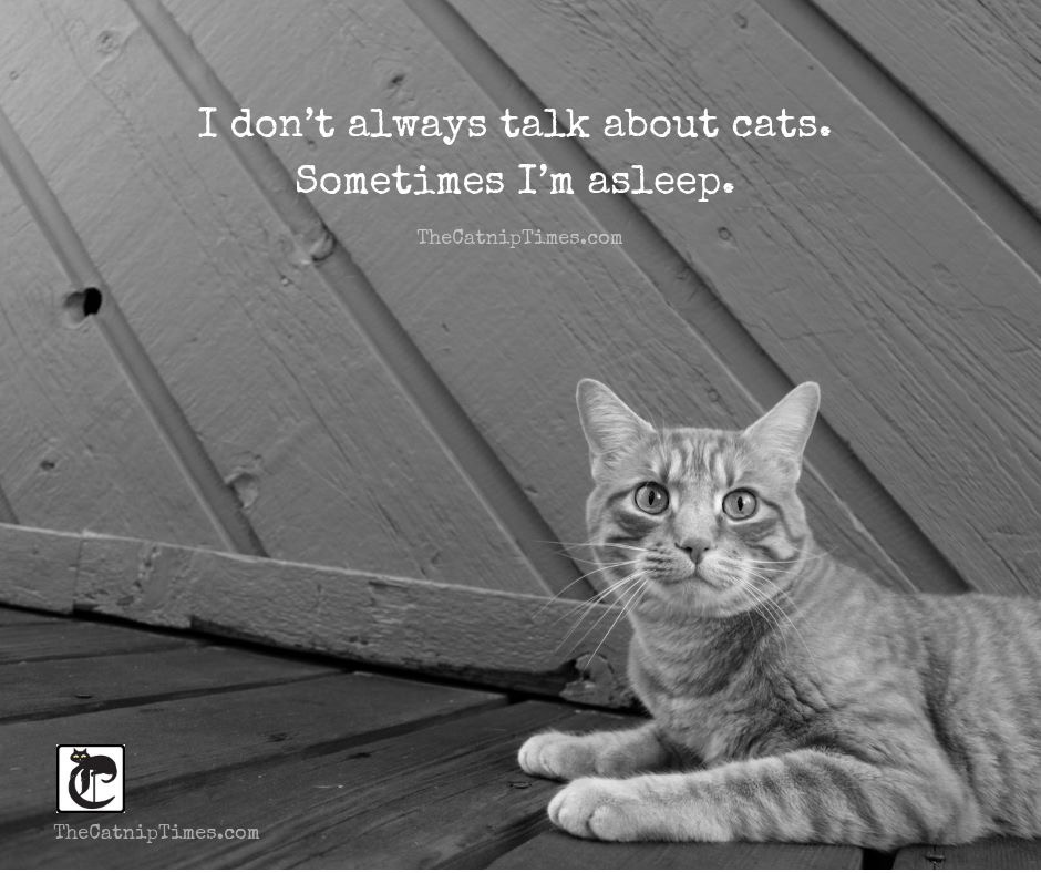 TheCatnipTimes's tweet photo. #truth #catsoftwitter #cattruths https://t.co/deOlaCar1M
