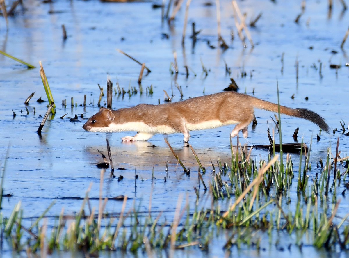 CarlBovisNature's tweet photo. To celebrate #WorldWildlifeDay, here's one of my favourite 'non-bird' wildlife photos, a Stoat running across ice at RSPB Greylake in Somerset. 😊
#WorldWildlifeDay2020 
#TwitterNatureCommunity https://t.co/2A86Lswss8