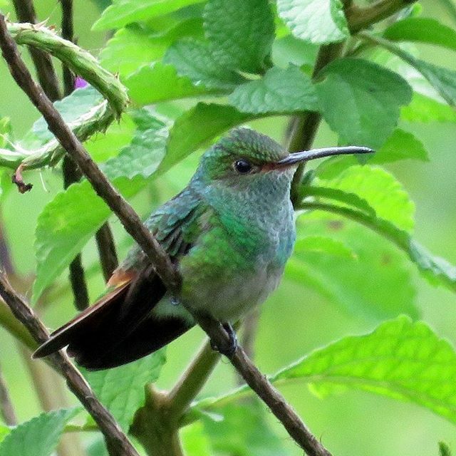 #tropicaltuesday
The almost 340 species of hummingbirds are entirely restricted to the New World.  More than half of these species  live in the tropics. Even favorite backyard species migrate to the tropics, where they spend the greatest portion of the y… ift.tt/2PKeFzZ