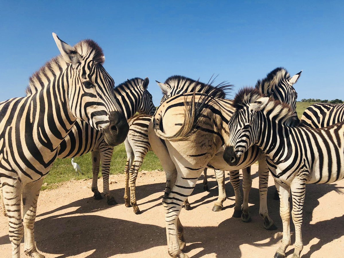 san_lunag's tweet photo. Celebrando 4 meses de disfrutar de la belleza del continente africano 🌍💚. No puedo más que admirar y reafirmar porque estamos en esta lucha. Porque somos parte de la maravilla de la naturaleza. Feliz #DíaDeLaVidaSilvestre #NoHayPlanetaB #TreeHuggerForever #SaludosBandaTwittera https://t.co/UcJlma6tYB