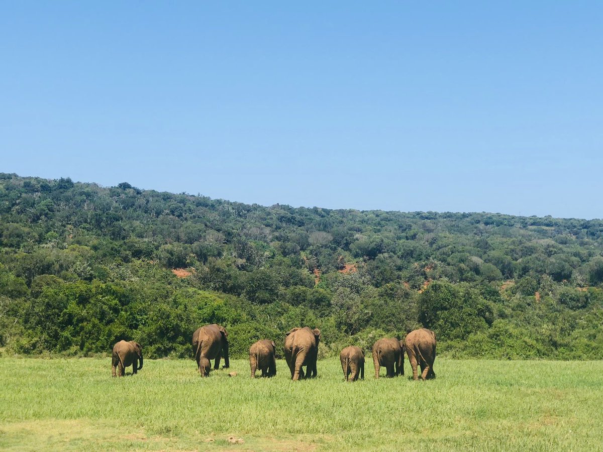san_lunag's tweet photo. Celebrando 4 meses de disfrutar de la belleza del continente africano 🌍💚. No puedo más que admirar y reafirmar porque estamos en esta lucha. Porque somos parte de la maravilla de la naturaleza. Feliz #DíaDeLaVidaSilvestre #NoHayPlanetaB #TreeHuggerForever #SaludosBandaTwittera https://t.co/UcJlma6tYB