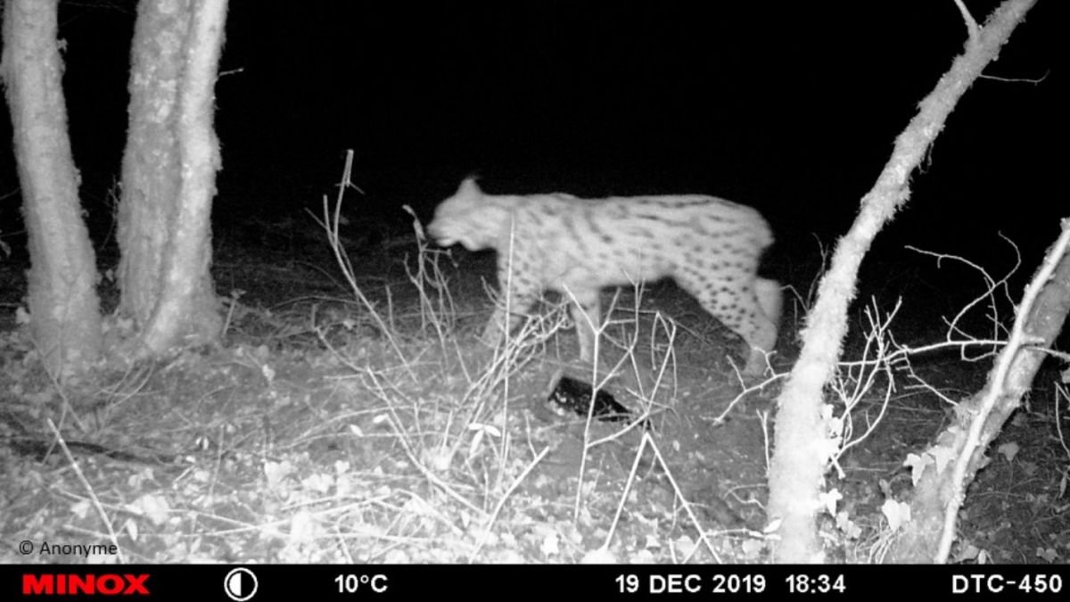 OFBiodiversite's tweet photo. L'OFB confirme la présence d'un #lynx en Haute-Marne.
"Il n’est pas permis de déterminer s’il s’agit d’un individu de passage pour un déplacement exploratoire ou d’un individu résidant, non-décelé jusque-là" V. Montibert (OFB) #biodiversité

Plus d'info 👉 https://t.co/OzyFMbewCR https://t.co/G0UOnPMdEQ