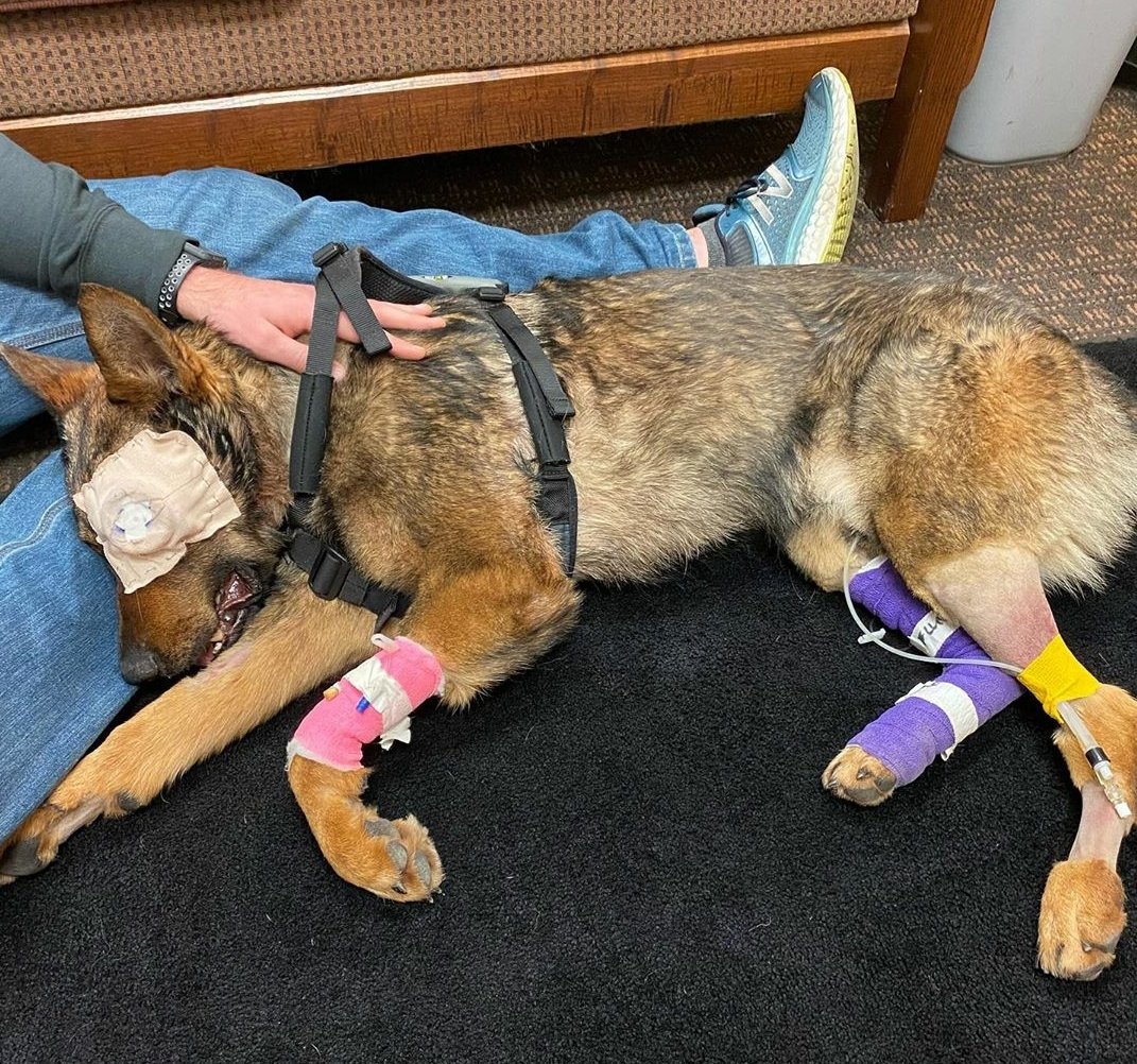 k9sofvalor's tweet image. K9 Chief of the Moses Lake PD was shot through his left eye while pursuing a suspect on Monday. He is doing well though. His Dad says after the removal of his eye, he should be able to go home tomorrow.

Chief is one tough pup. Get well soon buddy, you've got this! 
#WAK9Strong