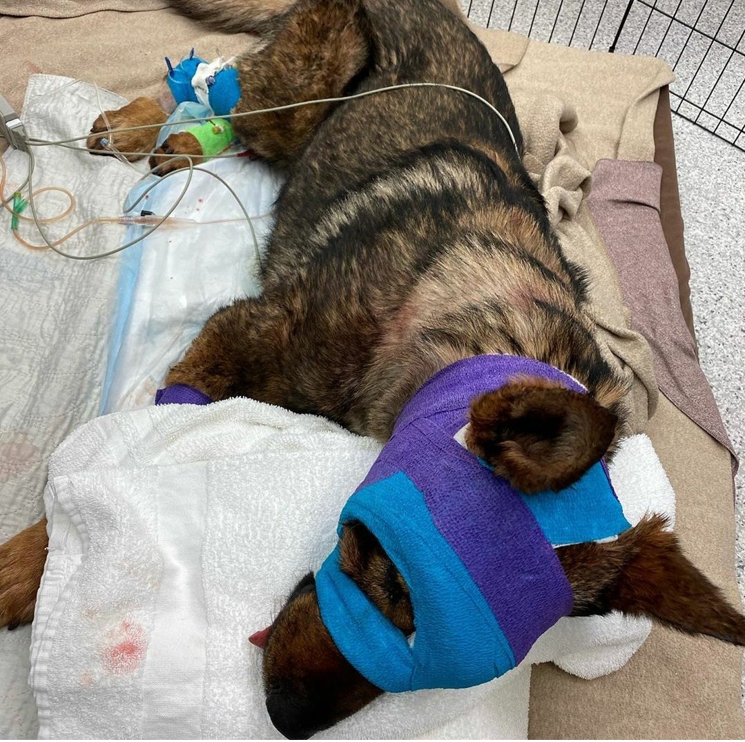 k9sofvalor's tweet image. K9 Chief of the Moses Lake PD was shot through his left eye while pursuing a suspect on Monday. He is doing well though. His Dad says after the removal of his eye, he should be able to go home tomorrow.

Chief is one tough pup. Get well soon buddy, you've got this! 
#WAK9Strong