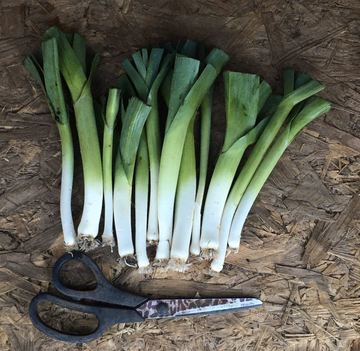 janet_t_55's tweet photo. ...so I managed to go up the allotment!
#allotment #KitchenReady #ForTheChef
#Harvest #GYO #GIY #Leeks https://t.co/0j4nmfp7l2