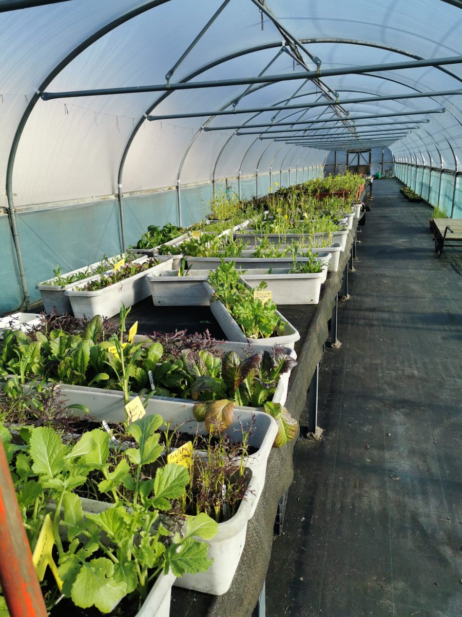 AndieMacrae's tweet image. From the GROW project @invernessbotanics to the kitchen of #highlandrugbyclub to the table of high level business meeting at the  venue. #freshfood