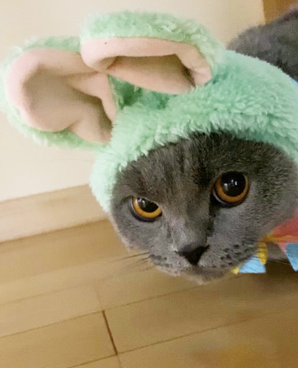 丸顔ねこ Meg8171 Twitter