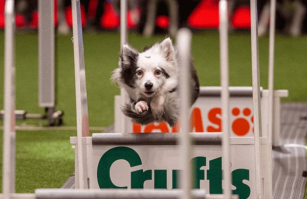 DogRocksHQ's tweet photo. Come see our amazing range of products at #CRUFTS 5th to 8th March - the greatest event in the world! We are in Hall 4 – stand 84.
#MyDogRocks #DogRocks #DogProducts #LawnCare #PetCare #Pets https://t.co/1COK8Jukxi