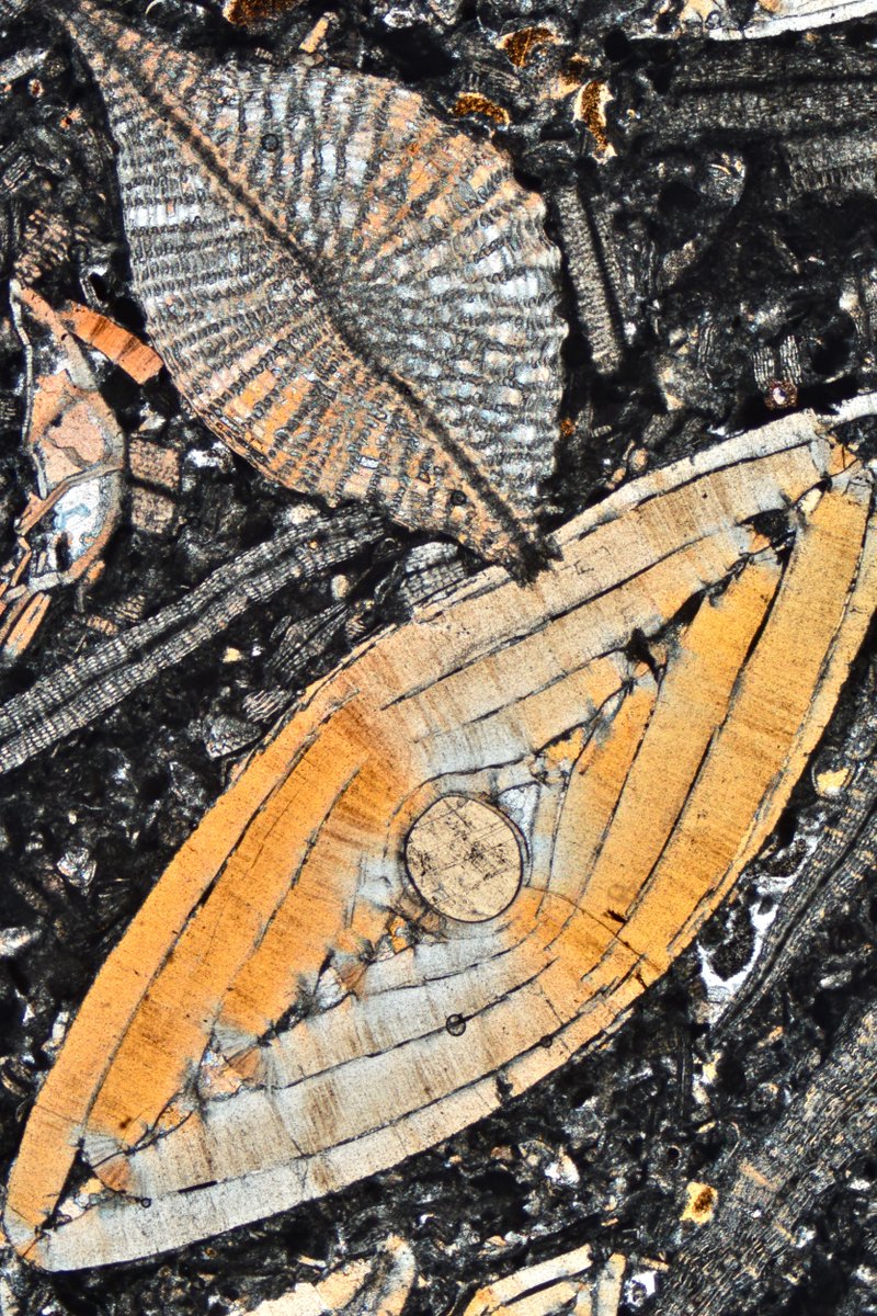 EuroGeosciences's tweet photo. This week's #imaggeoOnMondays is a #thinsection photograph of small #fossils called #foramnifera, titled Tertiary Flying Saucers and you can see why!
Read more ๐ https://t.co/2sM53pnXON
๐ธ by @micROCKScopica https://t.co/wYGXcKn5zB