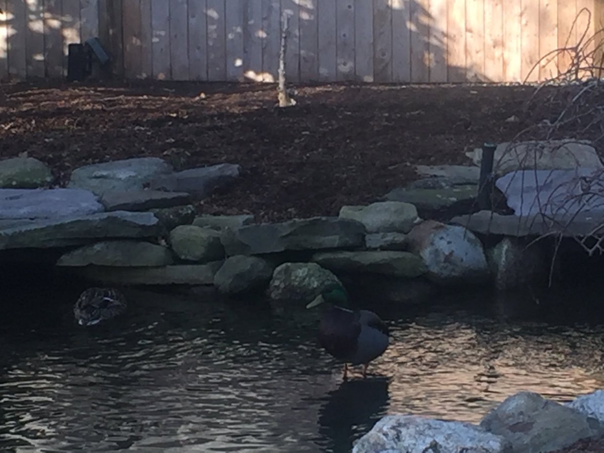 ECChewning's tweet photo. Guests at the beautiful #Northeastern arboretum on what promises to be a gorgeous day! Embrace your #wellbeing - take a walk, breathe deeply, and offer #gratitude for a lovely day full of promise and #potential. ⁦@SAILatNU⁩ #damoremckim #SpringBreak https://t.co/FTGmJAedZv