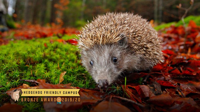 We're proud to have been given the Bronze Hedgehog Friendly Campus accreditation! #HFCBronze #WorldWildlifeDay 🦔 

Big congrats to all our staff and students involved! 🎉 Find out how you can do your bit here ➡️ bit.ly/38v6jn1