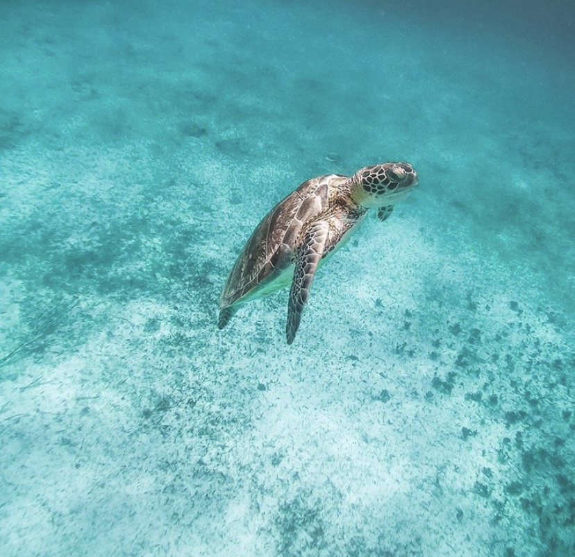 OceanaBelize's tweet photo. #Belize is an ideal location for sea turtles to nest and feed, but indiscriminate fishing gear continues to threaten their existence. It's time to make a change - let's #stopthenets in 2020! #TurtleTuesday

via IG: tant3.rin4 https://t.co/nSJagxL6l6