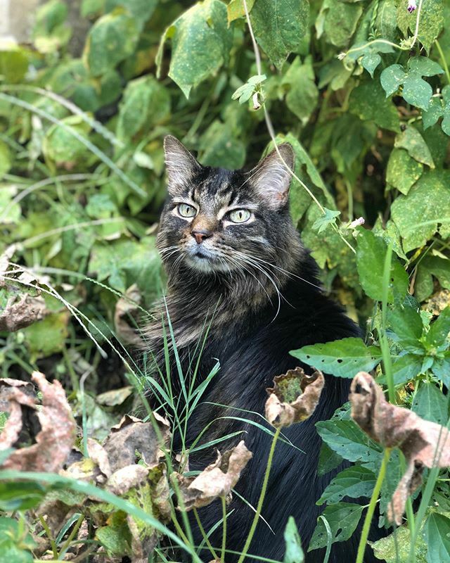 Yesterday I had to let go of one of my dearest companions, my cat Hera. Somehow there is still water in me to cry out. Here is what I wrote for him.
Hera
Your time on this earth seems so short
when compared to our own and sadly we must say goodbye. 
Your… ift.tt/32KnXS1