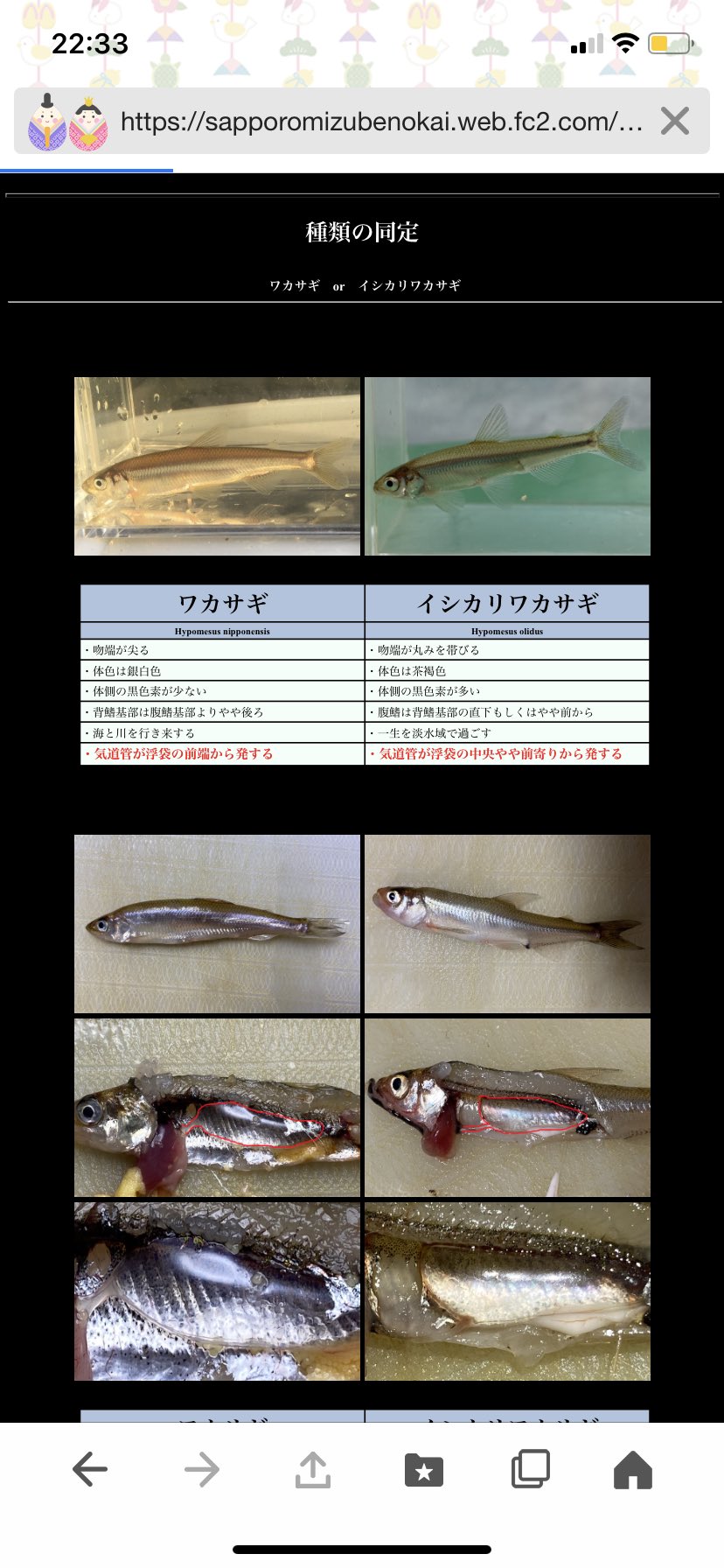 北海道水辺の会 Tk ワカサギとイシカリワカサギの見分け方解説ページ作成しました 最近イシカリワカサギネタが多くてすいません 次はドジョウとキタドジョウの見分け方ページでも作るか 北海道の淡水魚 T Co Vqmmqzzrdq