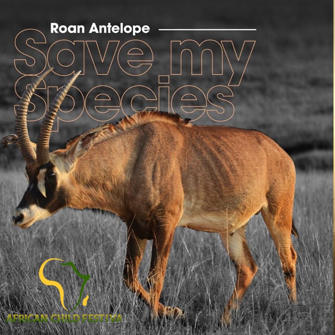 festival_child's tweet photo. Today is World Wildlife Day
@tunajibu with the @Min_TourismKE has launched Roan Antelope recovery plan at Ruma National Park in Homabay County. Join us in Machakos people park in June for the African Child Festival and learn more about Machakos tourism
#SaveTheRoan
#WildlifeKe https://t.co/ruToFKjp7g