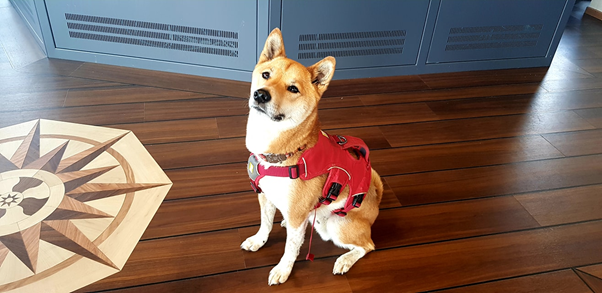 argosfroyanes's tweet photo. This little guy plays an important role working for #SouthGeorgiaGovernment #biosecurity #biosecuritydog #WD4C #SGSSIbiosecurity โ he is rodent inspector @SammySniffer such a cutie ๐ MFV #NORDICPRINCE in #STANLEY #FALKLANDISLANDS https://t.co/XTySS52XBW
