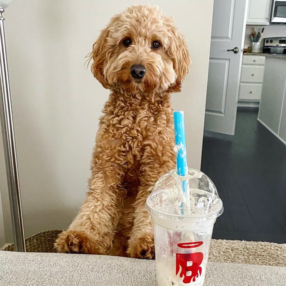 Burgatory Bar tweet media