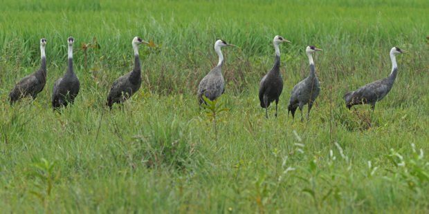 DENROfficial's tweet photo. We have new visitors! #WorldWildlifeDay #MigratoryBirds 
READ: 👉https://t.co/CPVNtCR0rx https://t.co/nz9MY2ssd9