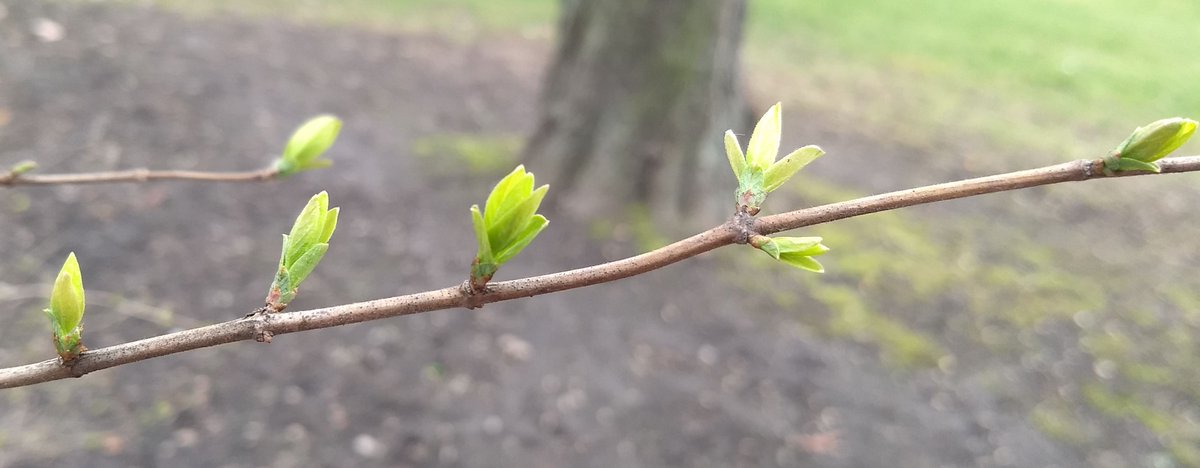 Cluster_IT_MD's tweet photo. Weit mehr als erste zarte Triebe – Der #ClusterIT wächst auch im März und stärkt seine Funktion als Branchennetzwerk der Region. Aktuell begrüßt unser Verein die @HSAnhalt und das IT-Unternehmen DigiPL aus Halle in seinen Reihen. Mehr Infos: https://t.co/EWxdZ3FBvU #fruehling https://t.co/io6qCj7wPk