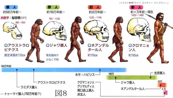 あきばっくす Ar Twitter 人類の進化について 昔は多地域進化説が有力だったけど 母系のみをたどれるミトコンドリアdnaの解析により 最近はアフリカ単一起源説がほぼ間違いないとされている あきばっくす Ar Twitter 人類の進化について 昔は多地域進化説が有力だったけど 母系のみをたどれるミトコンドリアdnaの解析により 最近はアフリカ単一起源説がほぼ間違いないとされている