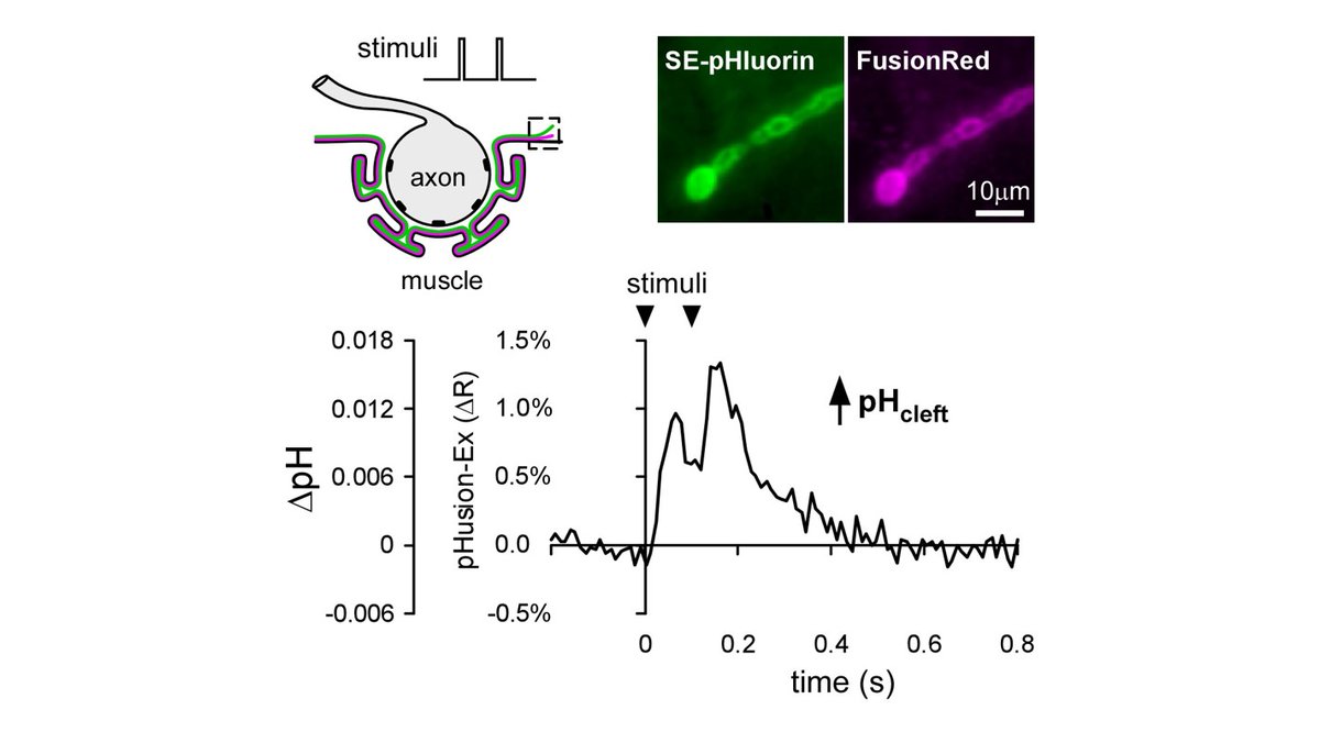 SfN Journals (@sfnjournals) on Twitter photo New work from <a href="/MacleodLab/">Macleod Lab</a> @RendenLab finds that nerve activity generates an alkaline shift in pH within synapses, encouraging reassessment of the scope of activity-dependent pH influences on neurotransmission & short-term synaptic plasticity.
#JNeurosci: bit.ly/2va5WQP New work from <a href="/MacleodLab/">Macleod Lab</a> @RendenLab finds that nerve activity generates an alkaline shift in pH within synapses, encouraging reassessment of the scope of activity-dependent pH influences on neurotransmission & short-term synaptic plasticity.
#JNeurosci: bit.ly/2va5WQP