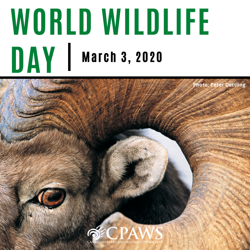 cpaws's tweet photo. Happy #WorldWildlifeDay!

CPAWS strives to conserve Canada's species by working with Indigenous Peoples, government and partners to protect natural habitat. Our goal is to protect at least half of Canada! 

Learn more:
https://t.co/ocRiYXkQbK

Photo: Peter Dettling

#WWD2020 https://t.co/Ur03F5ebMD