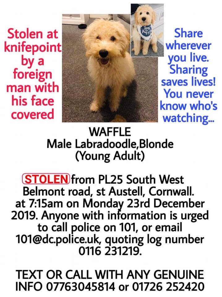 Freetodream80's tweet photo. #STOLEN AT KNIFEPOINT!.... Don’t let these B*****DS do this! 

@staustelluk @CornwallLive Please help #FINDWAFFLE @DogslostUK @rspca #REWARD for his safe return 

If you have any information contact the number below or @facebook link https://t.co/qYmJthZvWh https://t.co/XAiwRkoFhn