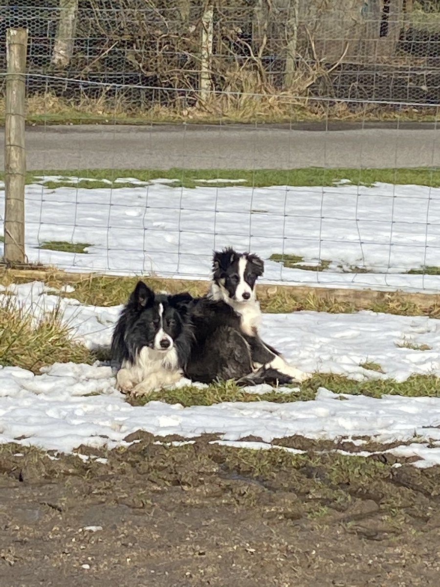 spiritofthespey's tweet photo. Father & Son ... and they appear to know it!! #croftinglife #bordercollie #cairngormsnationalpark #highlands #scotland https://t.co/2O6Pj6XoQp