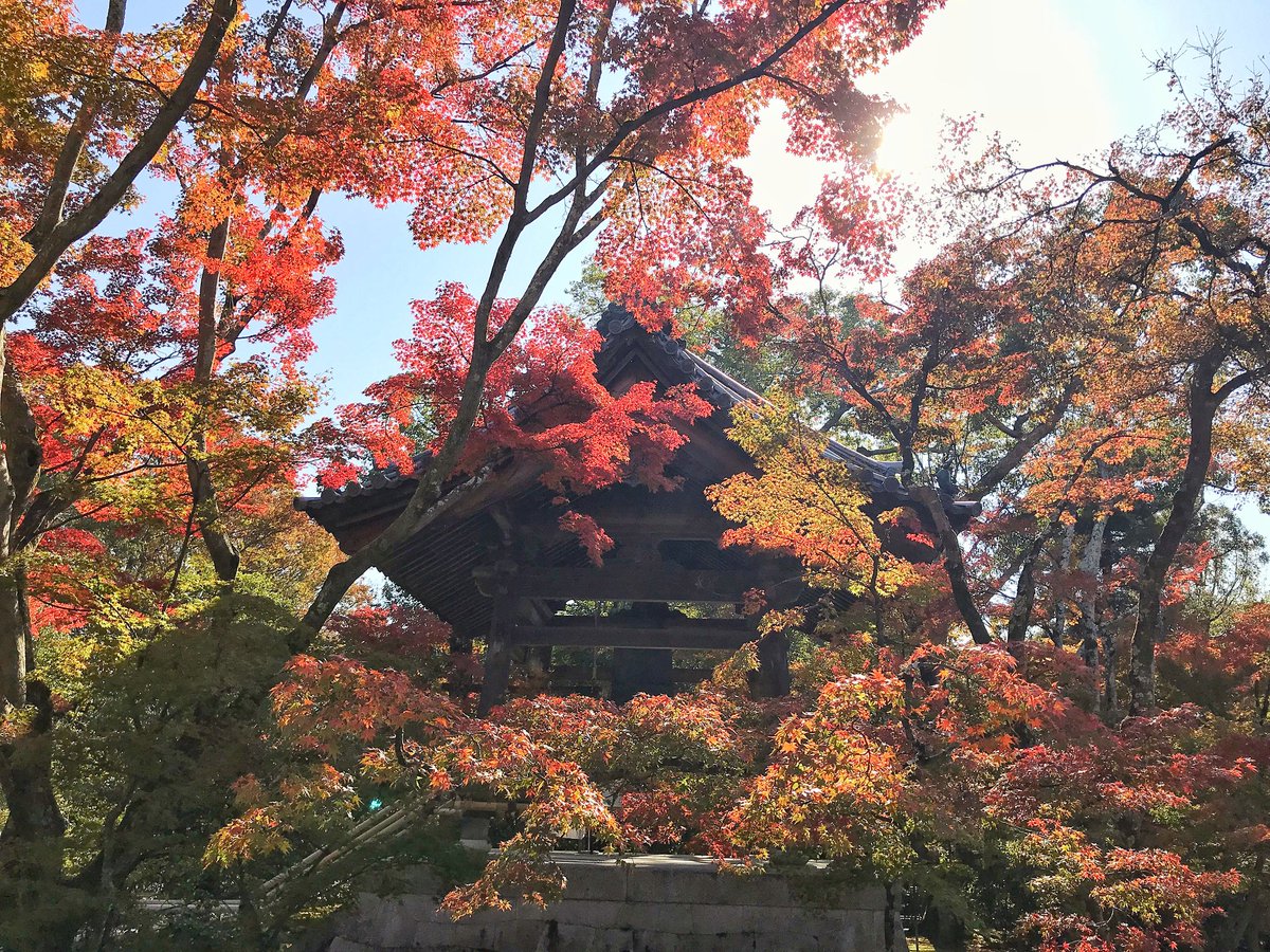 ManMeetsTheWrld's tweet image. Autumn in #Japan brings out a wide range of colours in the leaves. It's a natural phenomenon called 'koyo' or 'momiji'. Many people go looking for the most striking shades of red. It's called 'Momijigari' (red leaf hunting).
#kyoto #nature #travelphotography #travelling