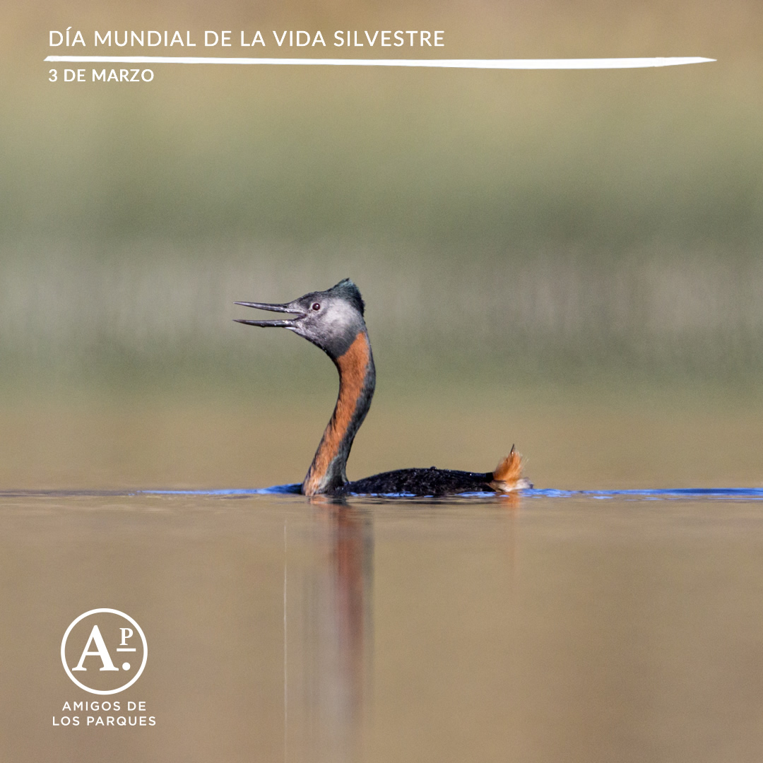amigosdelosparq's tweet photo. Hoy se celebra el Día Mundial de la Vida Silvestre. Este año nos recuerda la necesidad urgente de cuidar nuestras áreas protegidas. Las áreas protegidas resguardan la vida silvestre y además, son una buena manera de confrontar el cambio climático | #diamundialdelavidasilvestre https://t.co/BEn176plCX