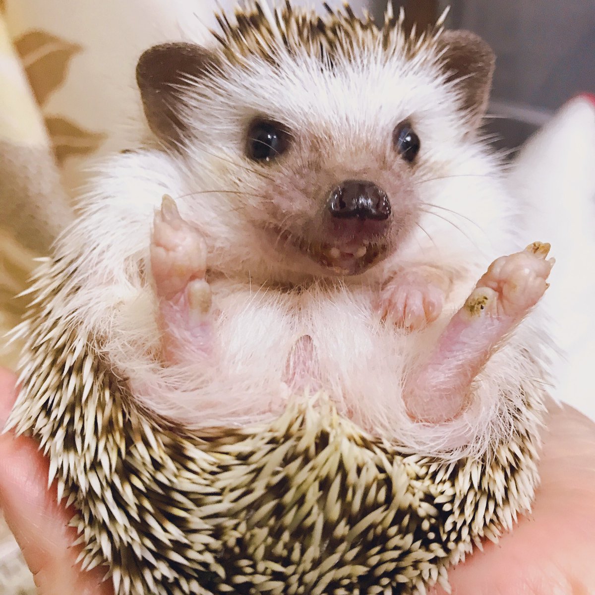 年3月3日 マツコの知らない世界で ハリネズミ が話題に トレンドアットtv