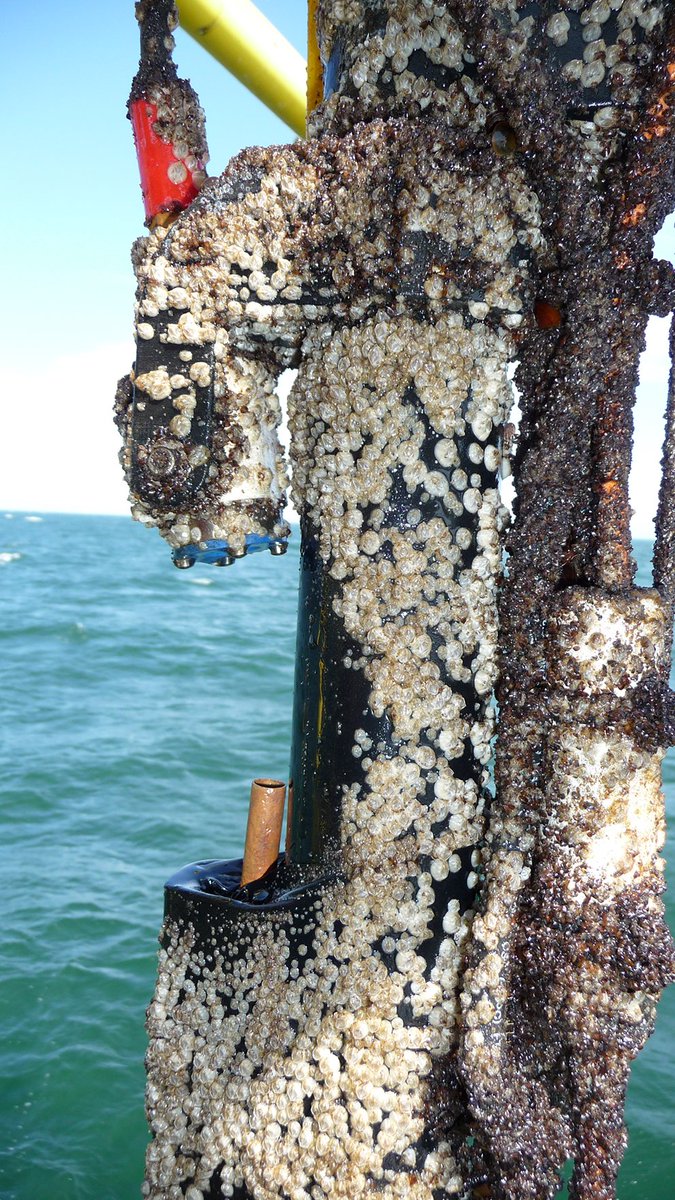Ostseeforschung's tweet photo. ATTENTION #Marine_Instrumentation experts! Do you have chronic #biofouling problems with #measuringdevices during #longterm_deployment? Then take a look at this new #antifouling #UV_light system developed @Ostseeforschung, soon available from @mariscope: https://t.co/vpALStvBud https://t.co/mbPhRxGmS7